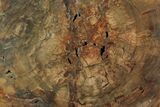 Petrified Wood (Araucaria) Round - Madagascar #118466-1